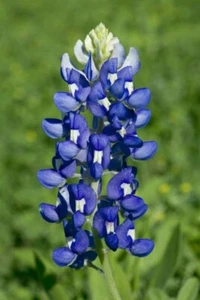 50 TEXAS BLUEBONNET SEEDS | SALE FREE SHIPPING NON GMO - Picture 1 of 3