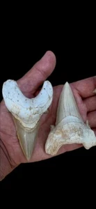 Two Big Otudos Shark Teeth Fossils Ancient Sea From Morocco 7 Cm 8 Cm - Picture 1 of 3