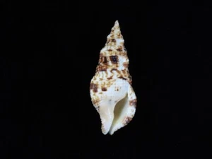 Sea Shell Colubraria muricata 90,9 mm ID#8927 - Imagen 1 de 3