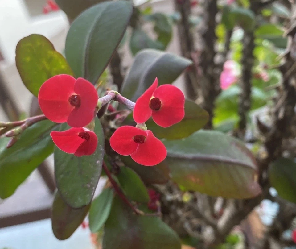 Euphorbia Milii Corona De Cristo Rooted Cutting small red flower - Image 1 of 4