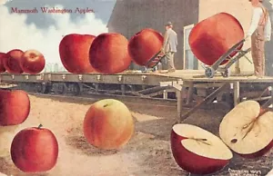 Postal WA: Mammoth Washington Apples, tamaño exagerado, c1910, Washington - Imagen 1 de 2