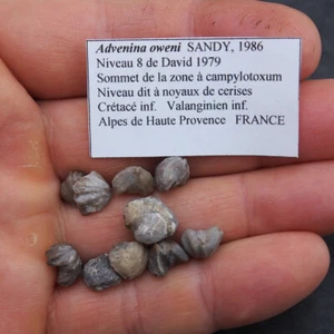 10pcs Brachiopod Advenina oweni Cretaceous Fossil France Lot - Picture 1 of 3