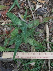 Extra Small (6-8") Aloe Maculata/Saponaria (Soap Aloe) Succulent - Picture 1 of 1