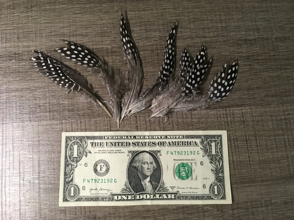 Feathers small downy black with large white spots French Guinea - Image 1 of 1