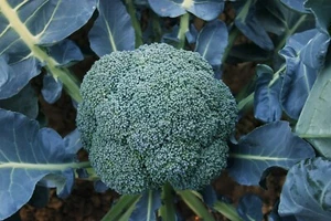 Broccoli -Autumn Beauty - Picture 1 of 9