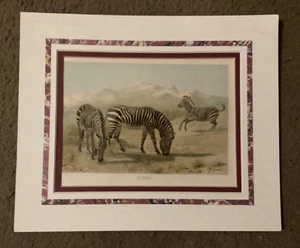 Fine Art Print Depicting Zebras, 19th Century Style, Vintage, Matted Not Framed - Picture 1 of 3