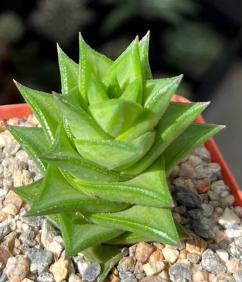 Planta suculenta de cactus Astroloba foliosa Foto 1 de 2