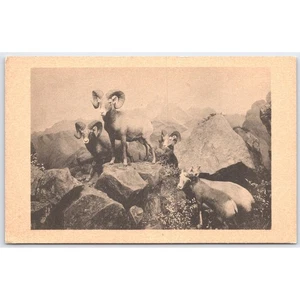 Postcard Bighorn Mountain Sheep Rocky Mountains Carnegie Museum - Picture 1 of 3