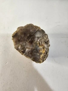 Petrified Opalized Rainbow Wood Rough 7.5 oz - Picture 1 of 5