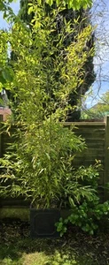 3 x Aurea Bamboo in Pots 2.5m to 3.3m in Height - Picture 1 of 3