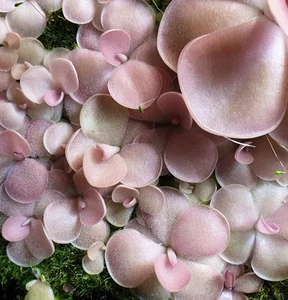 Pinguicula beginner's bundle 3: Agnata x Sethos, Apasionada, Niklas, - Picture 1 of 7
