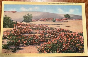 Cartolina Dune di Sabbia e Verbene Fiori Deserto Lino Diviso Non Spedita Cromo 654 - Foto 1 di 2