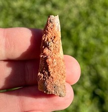 Spinosaurus Dinosaur Tooth Fossil 1.55” Theropod Cretaceous Age Morocco Kem Kem