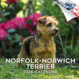 NORFOLK/NORWICH Wandkalender 2026 Hundeliebhaber Haustierliebhaber Geschenk Rasse - Bild 1 von 2