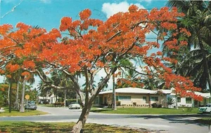 Vintage Florida Chrome Postcard Royal Poinciana Trees Residential Area Old Cars - Picture 1 of 2