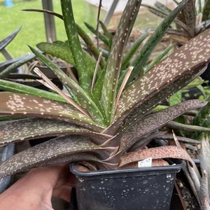 Gasteria Rawlinsonii Hybrid Succulent House Plant - Picture 1 of 4