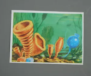 Historia Natural Álbum Jet Tarjeta Coleccionable Años 80 90 Esponja de Mar - Colombia - Imagen 1 de 2