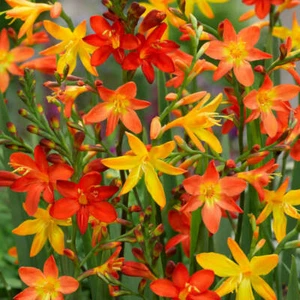 10 Crocosmia Montbretia Mixed Summer Flower Hardy Perennial Garden Bulbs - Picture 1 of 3