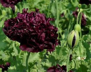 Mohn Schwarz- Schlafmohn - Black Paeony - 50+ Samen - ATEMBERAUBEND! Z 030 - Bild 1 von 1