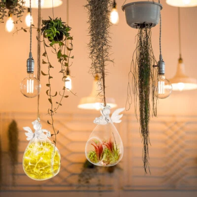 2x Colgante Ángel Vidrio Orbes Terrario Soporte Plantas Suculentas Tealight Jarrón Bola Foto 1 de 4