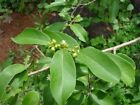 Organic Olax Zeylanica Ceylon Crisp Olax Dried Leaves Pure Natural Ayurvedic