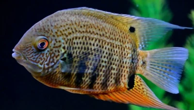 Red Spot Turquoise Severum - Image 1 of 3