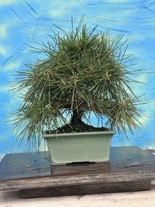 Joe Bonsai Schwarzkiefer SHOHIN Pinus thunbergii  Schale Pine Pinus - Bild 1 von 10