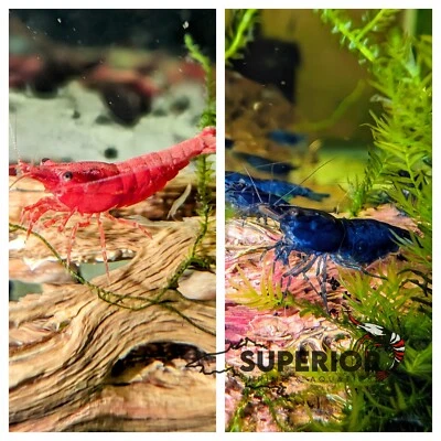 5+1 Rojo Fuego y 5+1 Azul Sueño Camarón Agua Dulce Neocaridina 100% Garantía Viva Foto 1 de 4