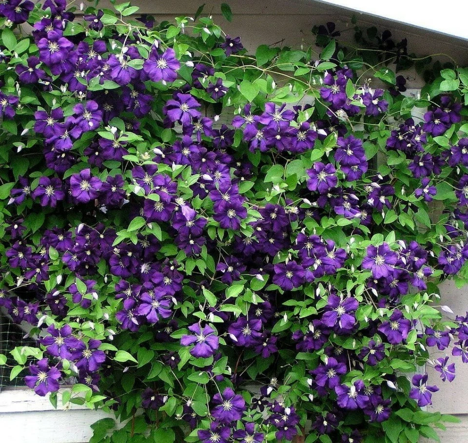 Jackmani Variedad Superba Clematis Vid Planta Viva Exterior Jardín Maceta 2.5" Foto 1 de 1