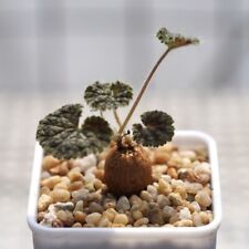 2cm Root Tuber Live Plants Pelargonium Barklyi Beautiful Cactus Rare Cactus