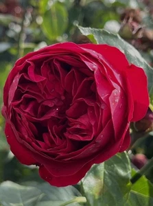 Highly Fragrant- Red Eden Rose - Bright Red Climbing Rose - in a 4.5 Litre Pot - Picture 1 of 9