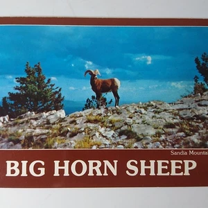 Big Horn Sheep Sandia Mountains Wildlife Albuquerque NM Continental Postcard - Picture 1 of 5