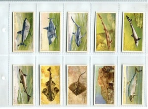 Sea Fishes 1935 Players Cigarette Cards - Full Set of 50 Cards - Picture 1 of 10