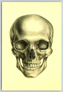 Postcard Human Skull Skeletal Anatomy Biology Science Illustration Medical - Picture 1 of 2