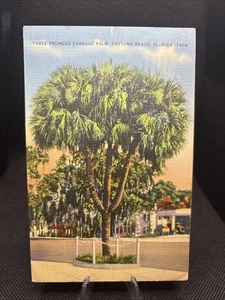 POSTCARD: Three Prong Cabbage Palm, Daytona Beach, Florida T6 - Picture 1 of 2