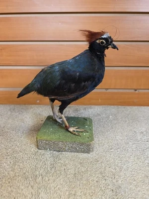 Поврежденное крепление JVBH47 Roul Roul Wood Parridge - Изображение 1 из 4