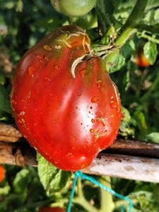 Tomate Kubininskyi Percevidnyi Chornyi , 10 semillas (258) - Imagen 1 de 1