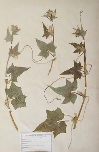 Botany - Plank Herbarium Xixth - Plants Dried - Pickle And Cucumber - Picture 1 of 2