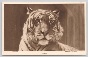 Postal Bengala Retrato Sociedad Zoológica de Londres Panthera tigris tigris - Imagen 1 de 2
