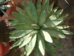 Agave macrocantha forma verde Planta Suculenta 8 cm aprox. - Imagen 1 de 2