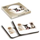 2 x Boxed Square Coasters - Chihuahua Dogs Puppy Pet Animals  #8131