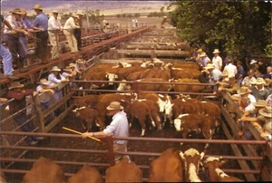 Cattle Muster NSW Farmers Association Postcard. Advertising Vintage 2004 - Picture 1 of 2