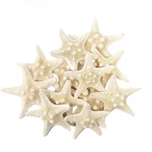 10Pcs Dried Starfish Beach Craft Wedding Party Home Decor Hanging Ornaments - Picture 1 of 10