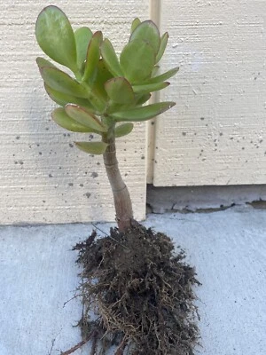 Planta Dinero Planta Planta Viva Lista Para Plantar Sin Maceta Foto 1 de 2