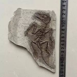 Chinesische echte Monjurosuchus Choristodera Fossil seltene Sammlung - Bild 1 von 3