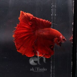 Live Betta Fish Male Super Red Rose Tail.