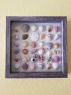 Framed Seashell Art 10"X10" Woodbox Frame Ready To Hang 3 Designs To Choose From