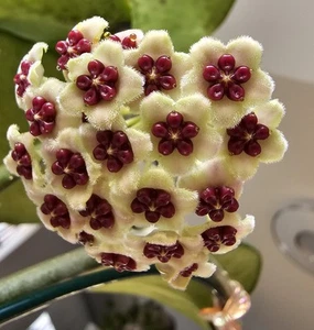 heavenly HOYA Hoya kerrii variegata reverse Herzblatt Pflanze Ableger - Bild 1 von 4