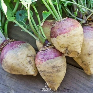 Giant Laurentian (Rutabaga) 50 fresh seeds. Sweden giant turnip Kuuziku seeds - Picture 1 of 2