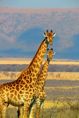 African Giraffes Lover Landscape Animals Print Wall Art Home - POSTER 20x30 - Image 1 of 3